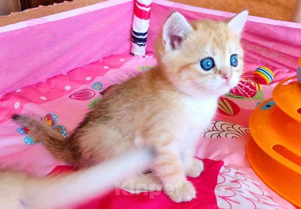 Кошки в Красноярске: Шотландский вислоухий короткошёрстный котёнок Разнополые, 35 000 руб. - фото 10