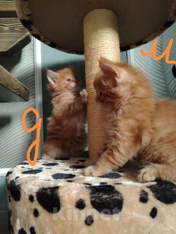 Кошки в других городах Краснодарского края: Рыжий котенок мейн-кун девочка Девочка, 13 000 руб. - фото 5