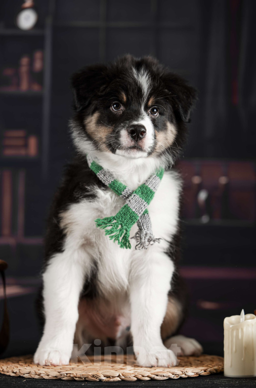 Собаки в других городах Самарской области: Щенок Аусси мальчик Мальчик, 60 000 руб. - фото 3