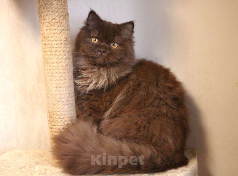 Кошки в Ростове-на-Дону: Шоколадная девочка Девочка, Бесплатно - фото 2