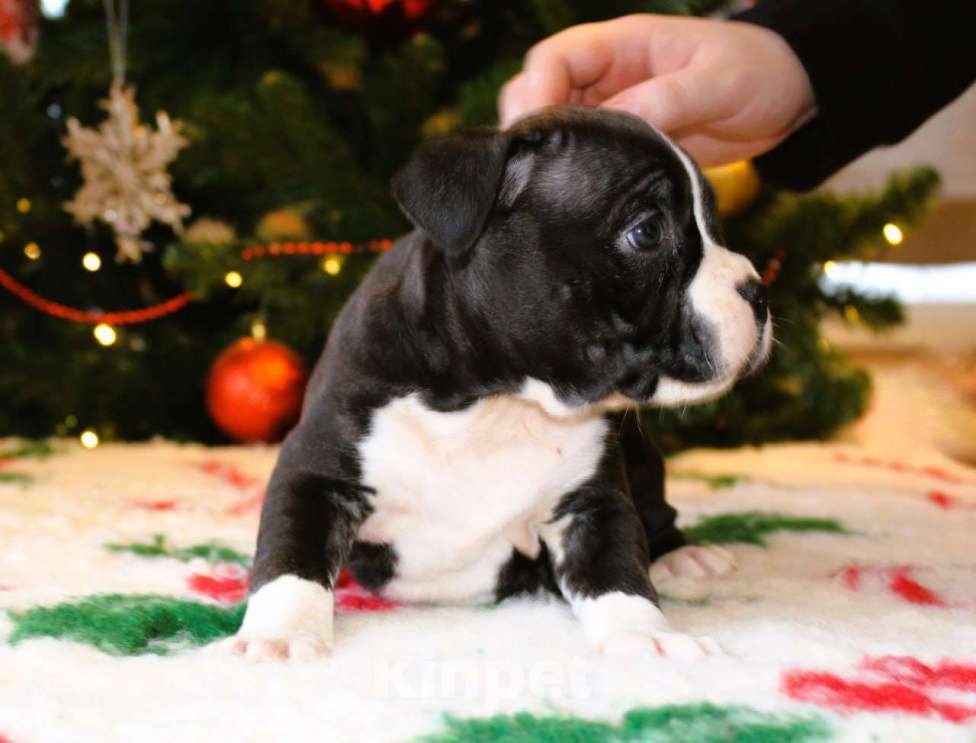 Собаки в других городах Московской области: Девочка американского стаффордширского терьера Девочка, 60 000 руб. - фото 4