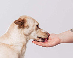 Собаки в Москве: Белочка - собачка без части задних лапок ищет своего человека! Девочка, Бесплатно - фото 3