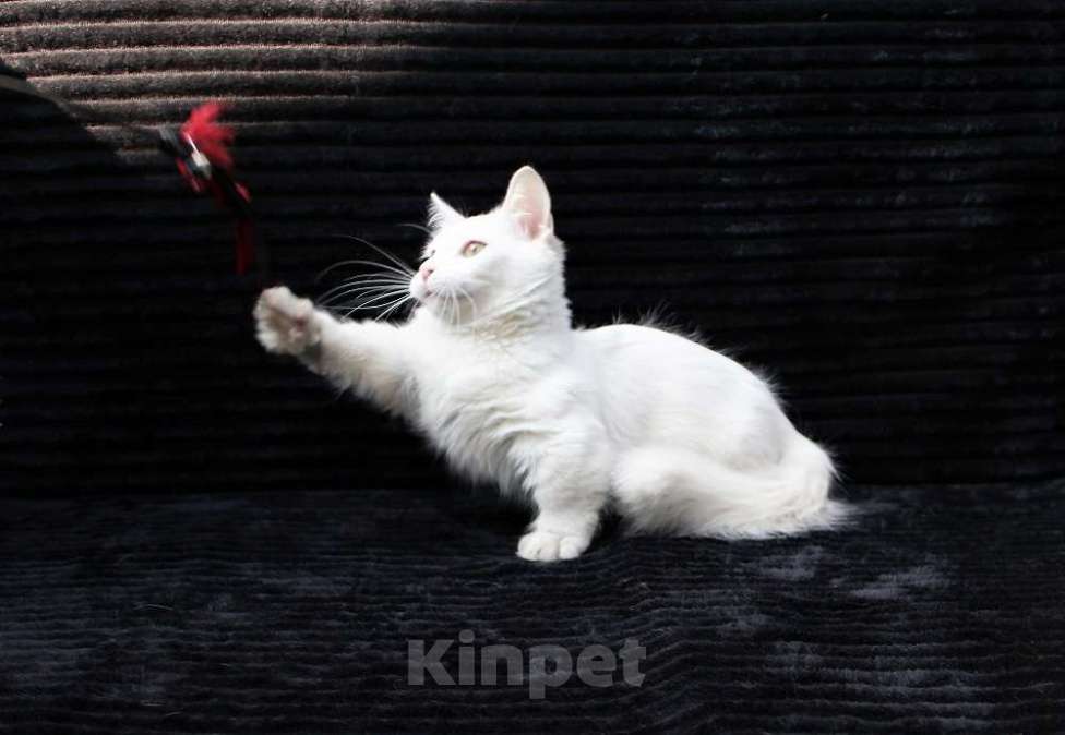 Кошки в Бердске: милый котенок манчкин Мальчик, Бесплатно - фото 4