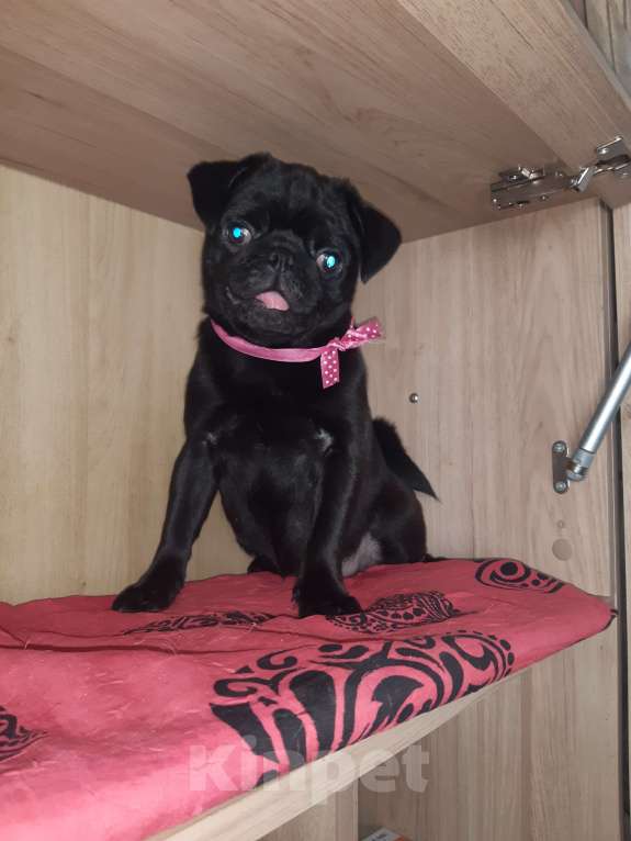 Собаки в Новосибирске: Девчушка чернушка с документами РКФ привита Девочка, 40 000 руб. - фото 4