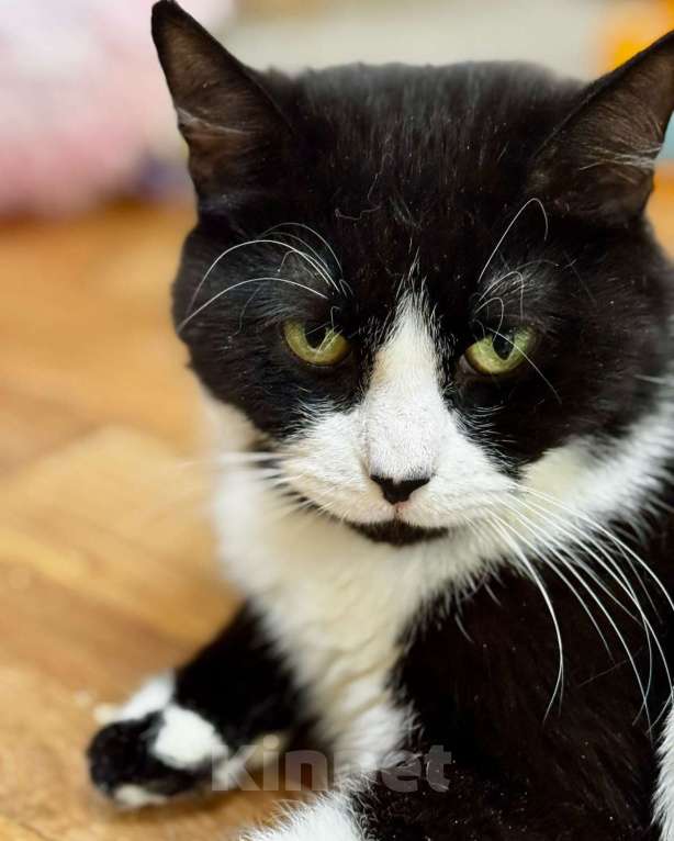 Кошки в Москве: Кейси никто не замечает  Девочка, Бесплатно - фото 3