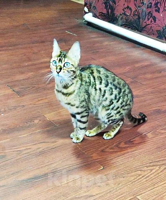 Кошки в Кемерово: Бенгальский котенок Мальчик, 5 000 руб. - фото 6