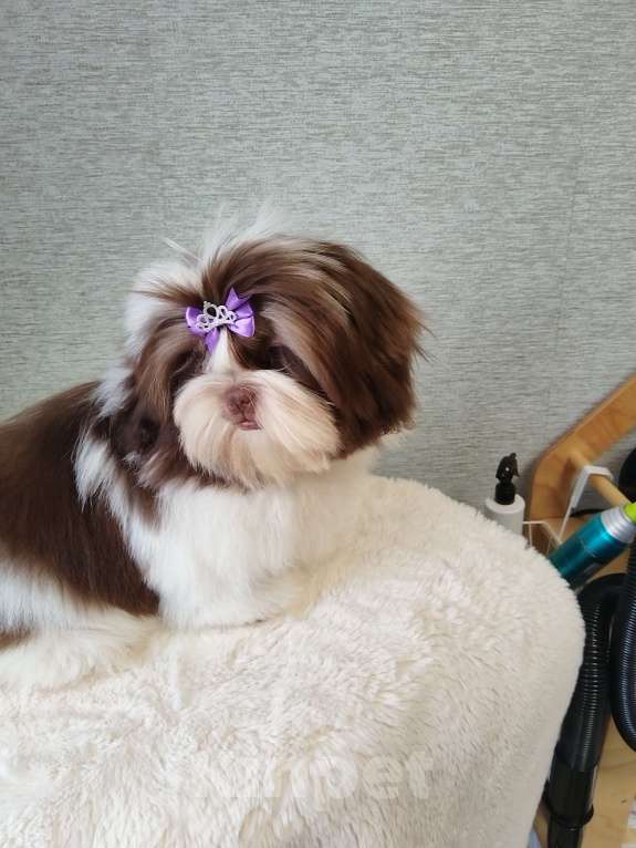 Собаки в других городах Московской области: Самир, малыш ши тцу Мальчик, Бесплатно - фото 3