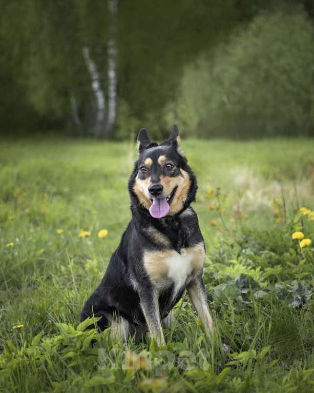 Собаки в Москве: Трогательная собачка Дора с человеческим взглядом ищет семью Девочка, Бесплатно - фото 3