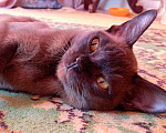 Кошки в Москве: Бурманский котенок (кошечка) Девочка, 27 000 руб. - фото 2