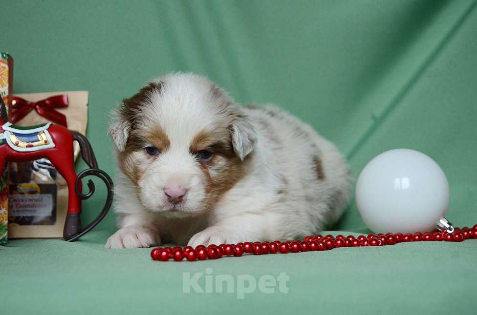 Собаки в Екатеринбурге: Австралийская овчарка (Аусси) Мальчик, 70 000 руб. - фото 3