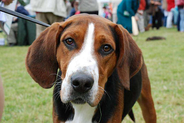 Гончая Гамильтона