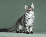 Кошки в Видном: Котенок мейн-кун - настоящее чудо с кисточками! Мальчик, 50 000 руб. - фото 9
