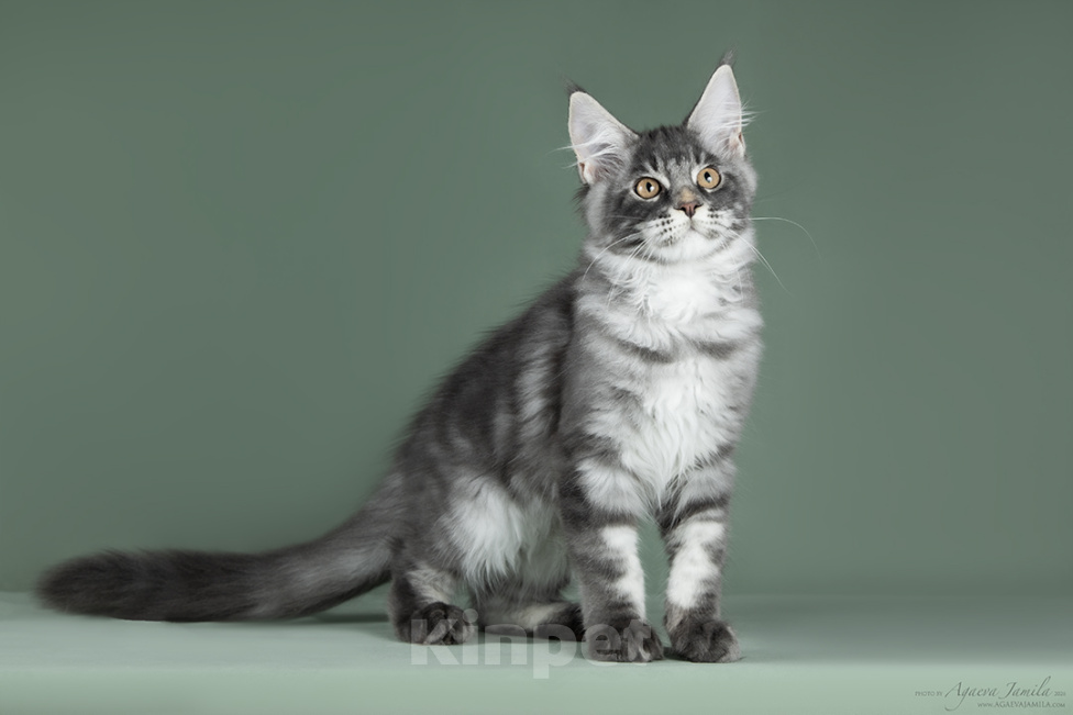 Кошки в Видном: Котенок мейн-кун - настоящее чудо с кисточками! Мальчик, 50 000 руб. - фото 9
