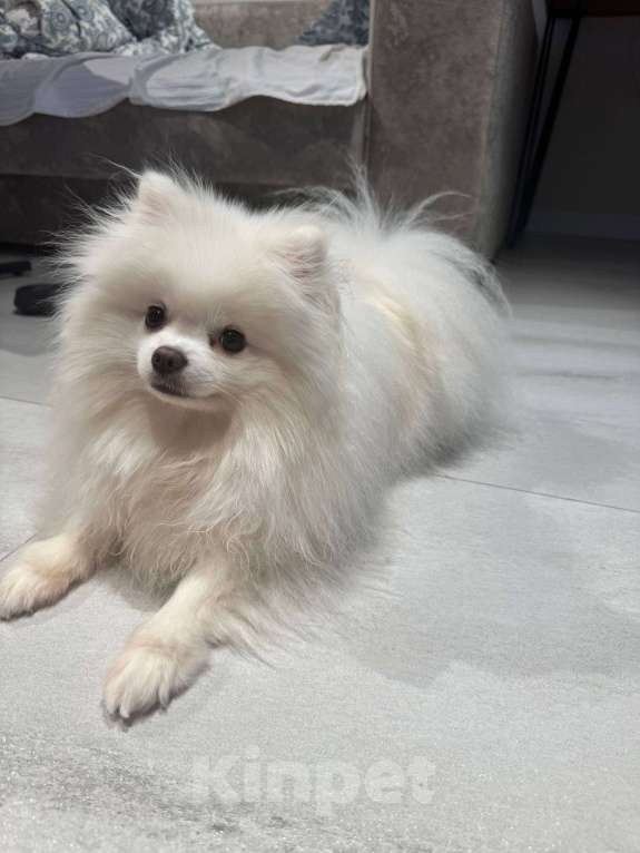 Собаки в Москве: Померанский шпиц малый Девочка, 25 000 руб. - фото 1