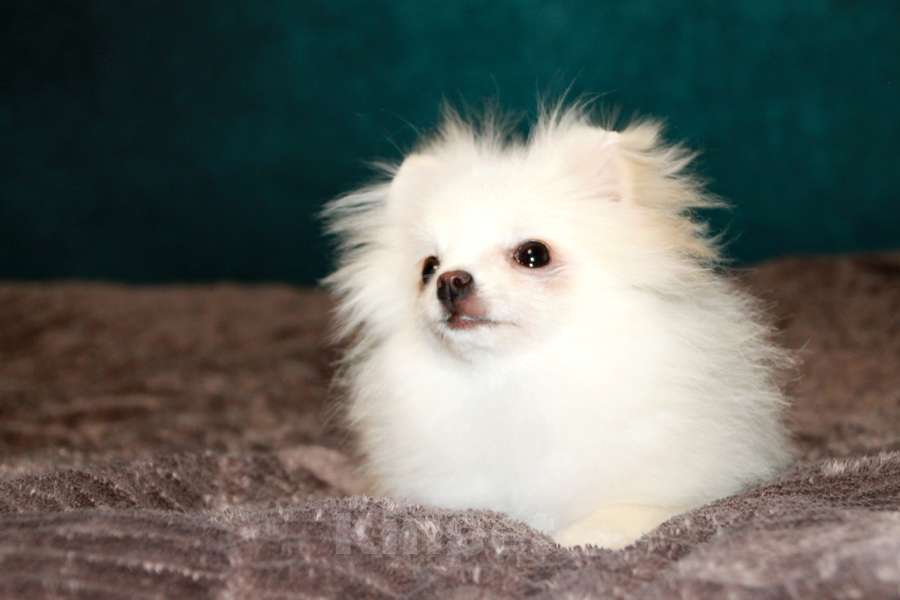 Собаки в Москве: купить мини шпиц  Девочка, 120 000 руб. - фото 2