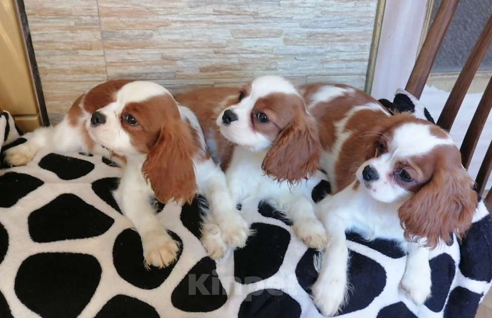 Собаки в Москве: Щенки Кавалер Кинг Чарльз спаниель . Мальчик, 85 000 руб. - фото 3