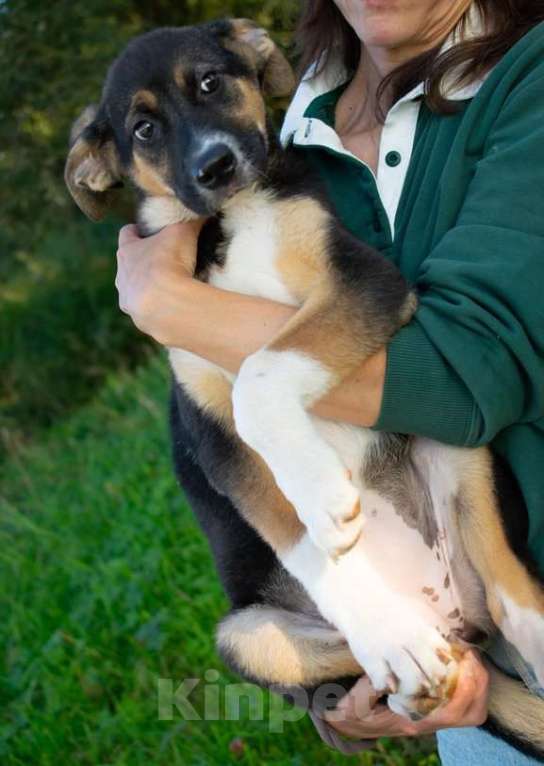 Собаки в Москве: Весёлый трехцветный щенок Черри в добрые руки Девочка, 1 руб. - фото 7