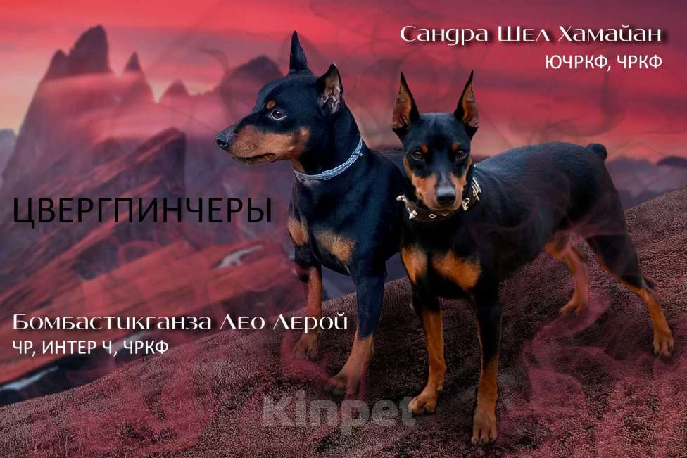 Собаки в Краснодаре: Щенки Цвергпинчер РКФ Разнополые, 40 000 руб. - фото 9