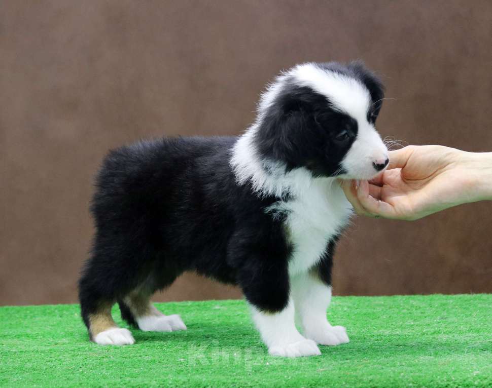 Собаки в Москве: Миниатюрная американская овчарка девочка триколор Девочка, 60 000 руб. - фото 1