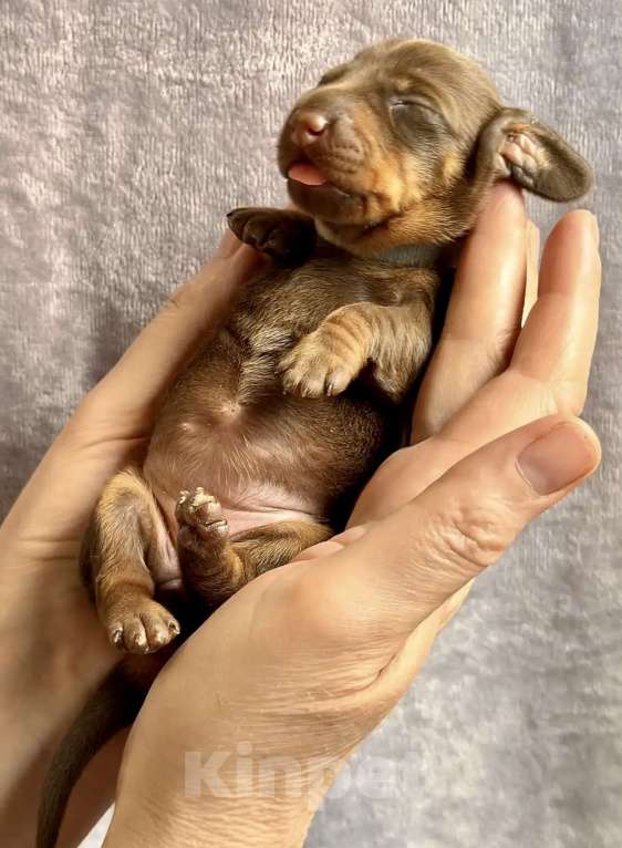 Собаки в Москве: Такса кроличья Разнополые, 70 000 руб. - фото 4