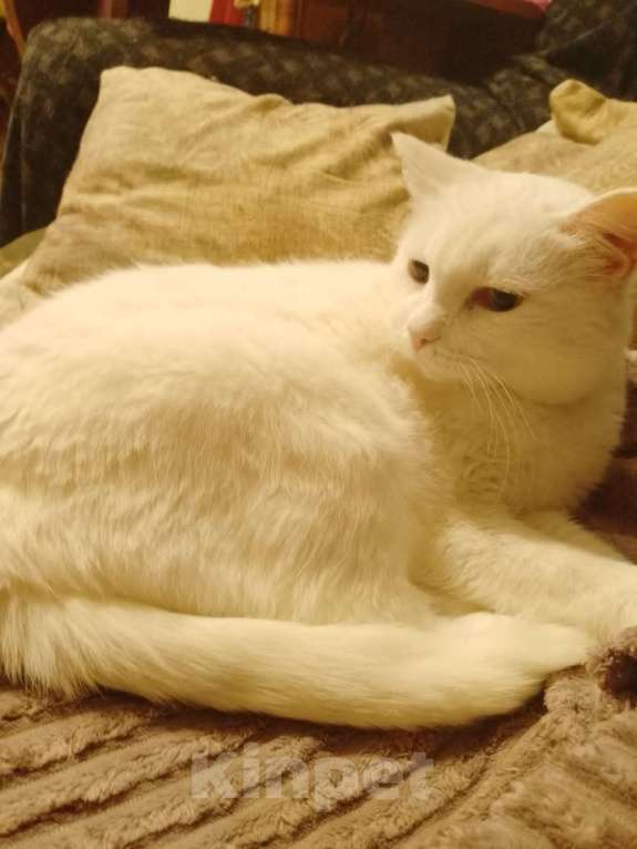 Кошки в Ревде: Котик Михаил ищет именно вас! 🤗 Мальчик, Бесплатно - фото 3