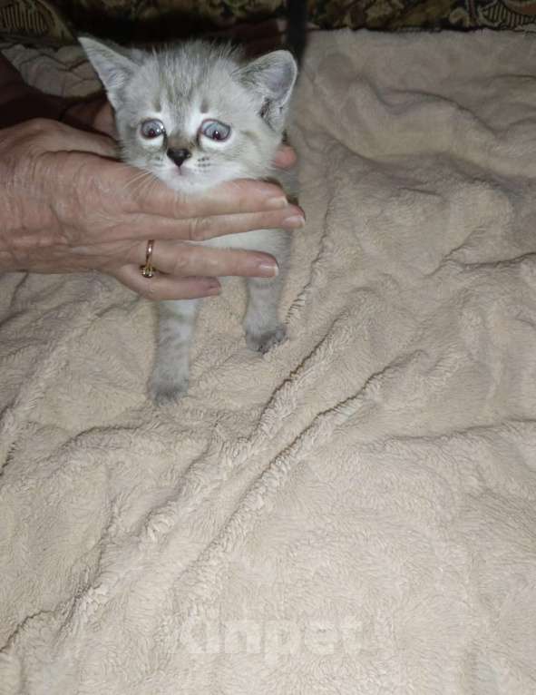 Кошки в Пензе: сиамская кошка Девочка, Бесплатно - фото 4