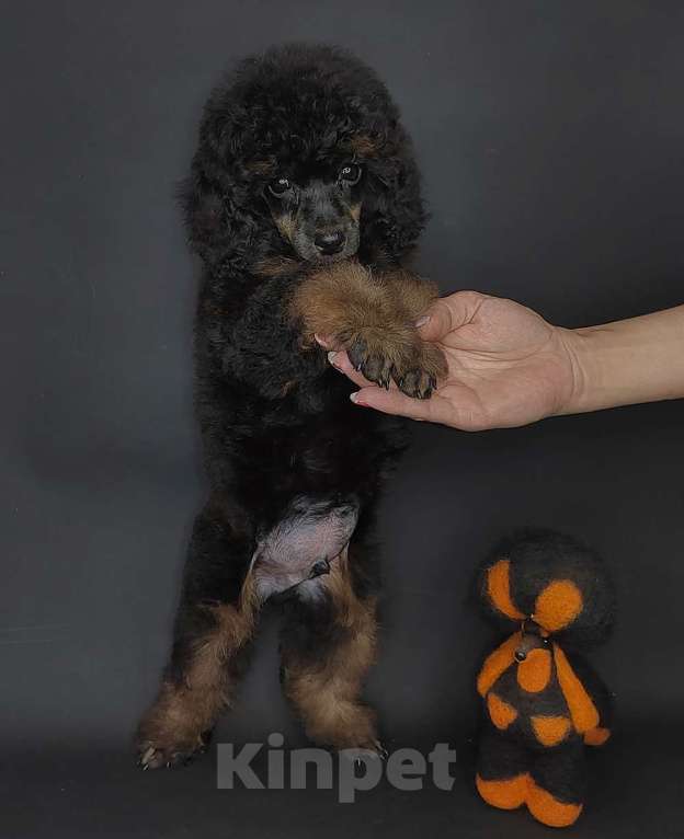 Собаки в Долгопрудном: Пуделя щенок мниатюрный черно-подпалый фантом мальчик ЭЙВЕРИ Мальчик, 120 000 руб. - фото 2