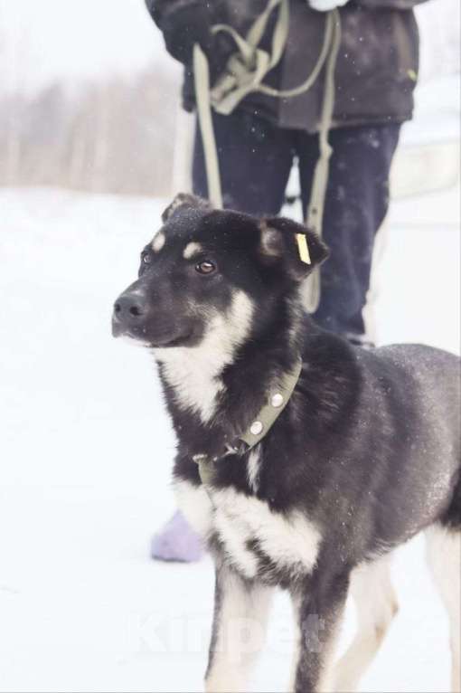 Собаки в Новосибирске: Щенок в добрые руки Девочка, 1 000 руб. - фото 2