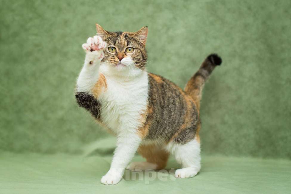 Кошки в Москве: Кошечка Габи в добрые руки Девочка, Бесплатно - фото 8