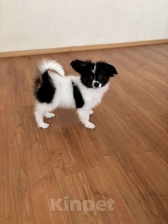 Собаки в Москве: Яркий мальчик папильона , Бэрри Мальчик, 50 000 руб. - фото 5