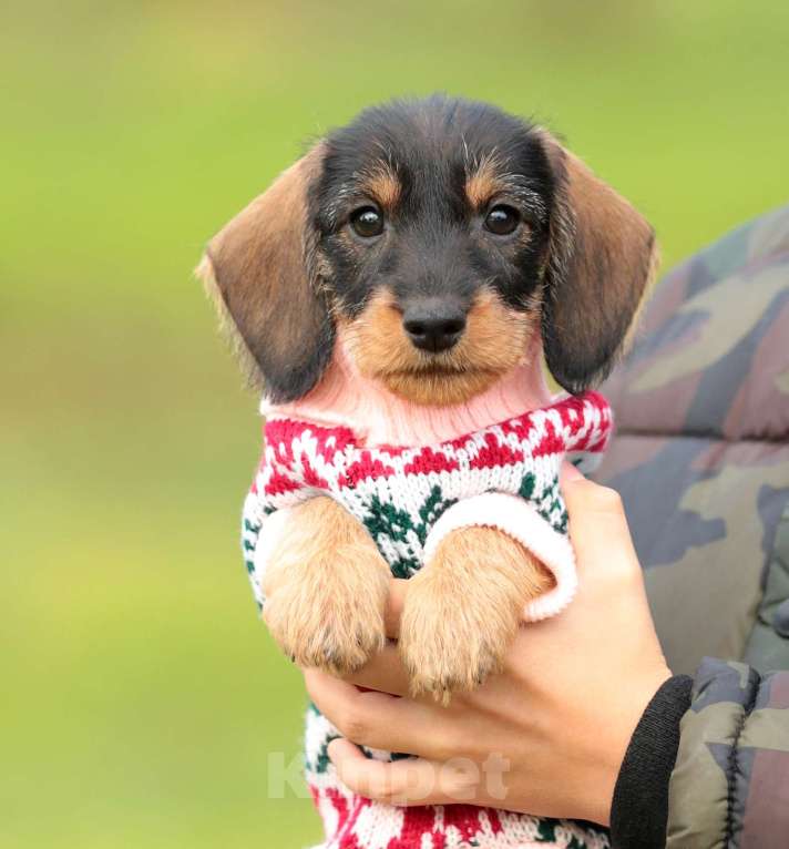 Собаки в Санкт-Петербурге: Щенки жш таксы. Питомник РКФ Девочка, 45 000 руб. - фото 1