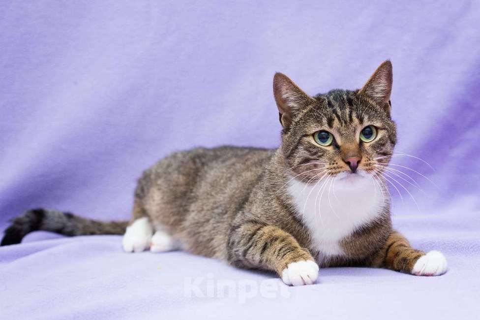 Кошки в Москве: Кот Фольксваген, заводится с пол-оборота  Мальчик, Бесплатно - фото 6