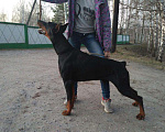 Собаки в Зеленодольске: Вязка Добермана с документами РКФ, 40 000 руб. - фото 3