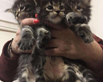 Кошки в Теберде: Котята Мейн Кун, 16 000 руб. - фото 2