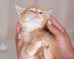 Кошки в Москве: Котята в добрые руки! Чудо детки-конфетки! Мальчик, 10 руб. - фото 9