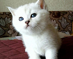 Кошки в Санкт-Петербурге: Британские кошечки Девочка, 12 000 руб. - фото 3