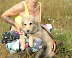 Собаки в Москве: Пушистый щенок — метис колли Даниэлла в дар Девочка, Бесплатно - фото 3