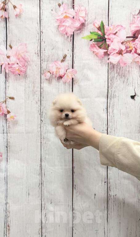 Собаки в Москве: Девочка крем окраса Девочка, 25 000 руб. - фото 1