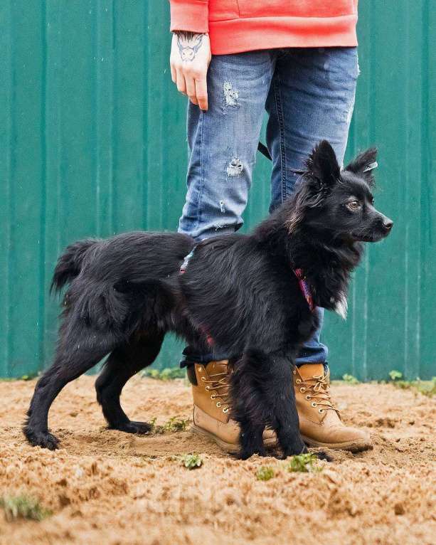 Собаки в других городах Московской области: Найт ищет семью Мальчик, Бесплатно - фото 2