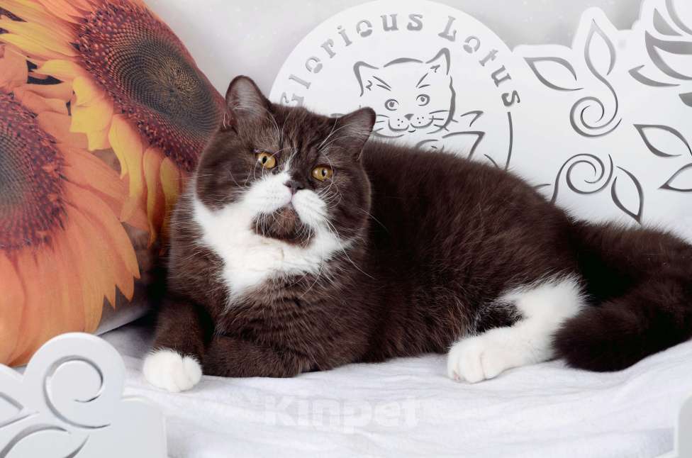 Кошки в Санкт-Петербурге: Британская кошечка шоколадный биколор Девочка, 33 000 руб. - фото 5