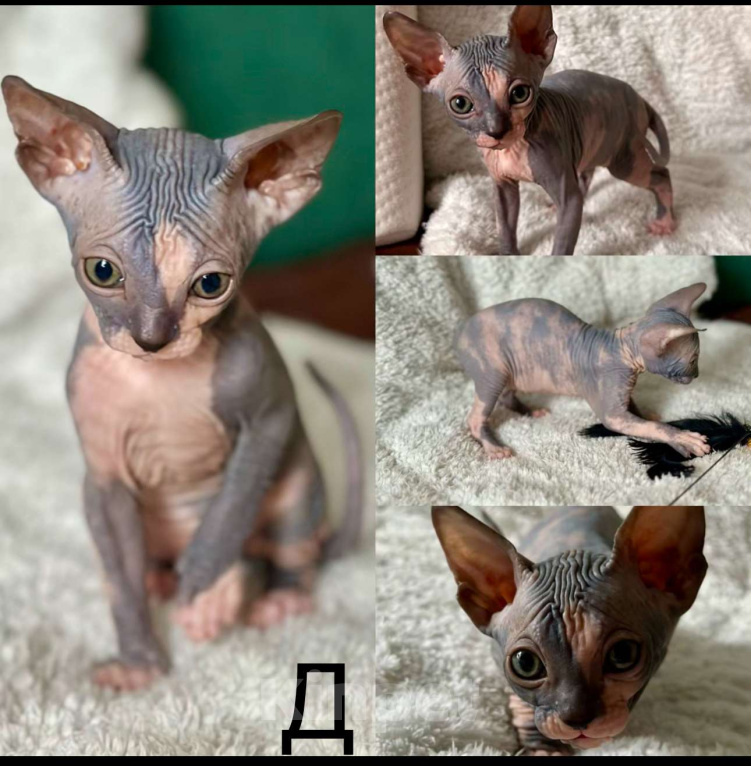 Кошки в Москве: Девочка канадского сфинкса  Девочка, 45 000 руб. - фото 8