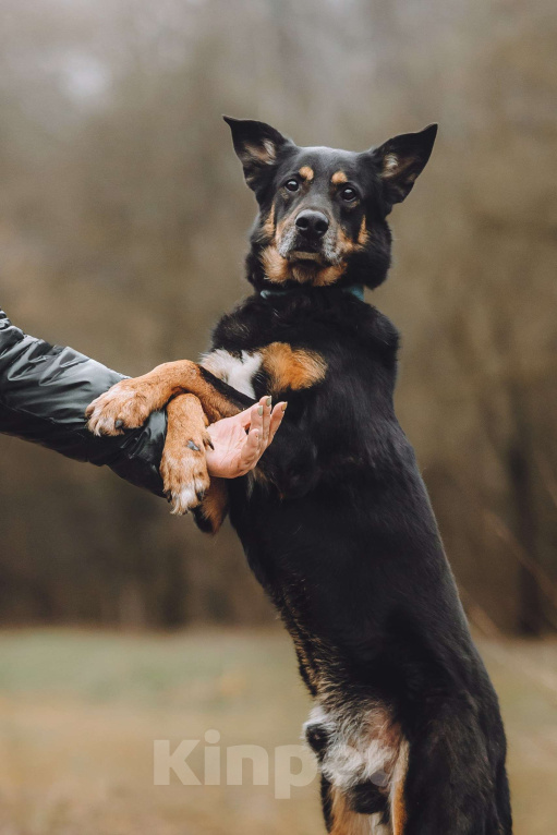 Собаки в Москве: Верный пес в добрые руки Мальчик, Бесплатно - фото 4