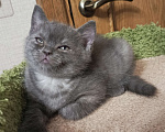 Кошки в Всеволожске: Крупный британский очаровательный малыш Мальчик, 20 000 руб. - фото 1