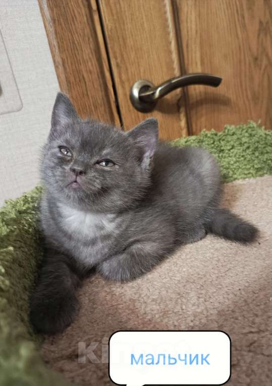 Кошки в Всеволожске: Крупный британский очаровательный малыш Мальчик, 20 000 руб. - фото 1
