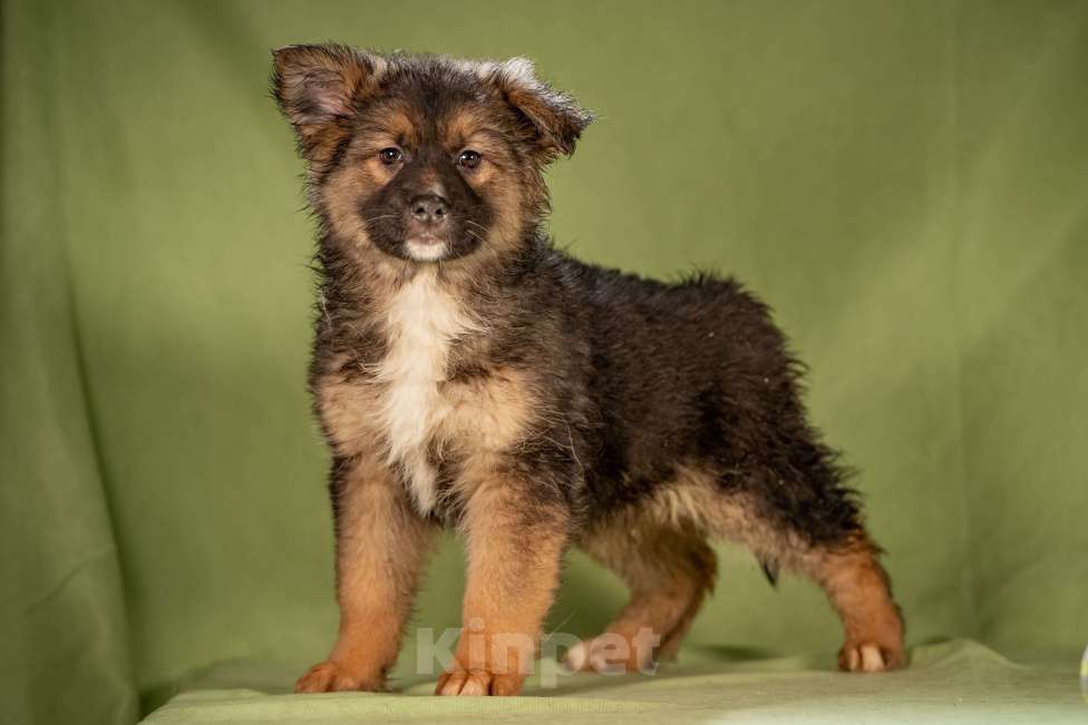 Собаки в Клине: Фисташка - пушистая красавица Девочка, Бесплатно - фото 9