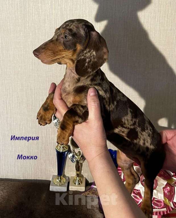 Собаки в Москве: Шоколадно Мраморные Стандартные Таксы Мальчик, 50 000 руб. - фото 6