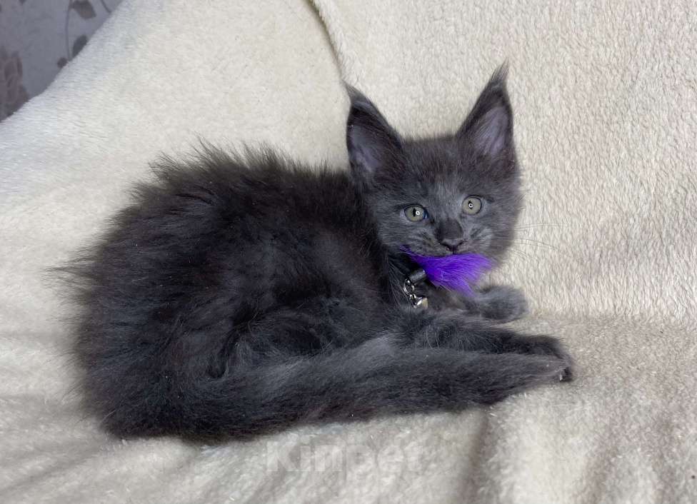 Кошки в Дмитрове: Голубой солидный мальчик мейн кун Willis Мальчик, 40 000 руб. - фото 5