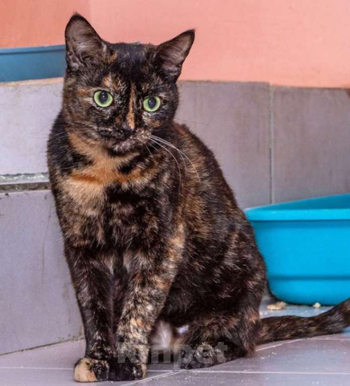 Кошки в Калуге: Конфетки-шоколадки. Трехцветные кошки в добрые руки. Девочка, Бесплатно - фото 6