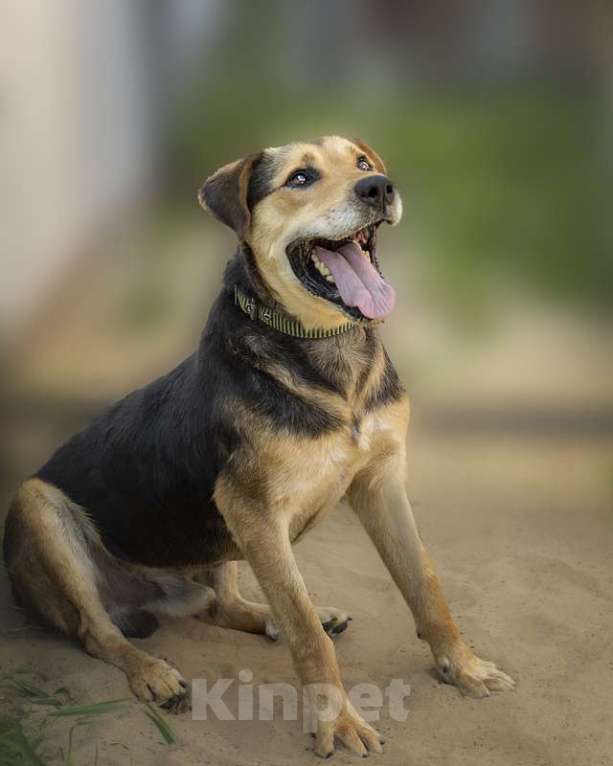 Собаки в Москве: Ищет дом и семью замечательный мальчик Рон Мальчик, 1 руб. - фото 3