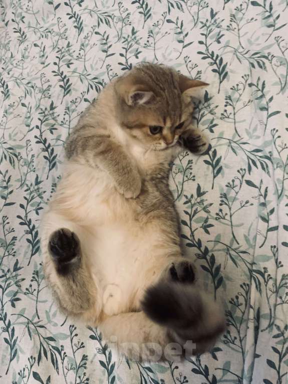 Кошки в Санкт-Петербурге: Котик Мальчик, 1 руб. - фото 9